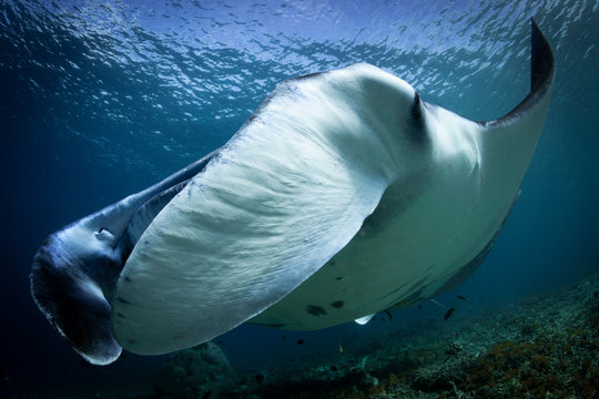 A Manta Ray - Manta alfredi, swims close to the camera lens, wide angle. Taken in Komodo national park, Indonesia.