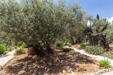 Fototapeta premium Nice view of garden Gethsemane