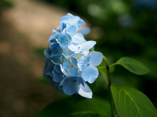 日本の鎌倉明月院で咲く　紫陽花の水色の花