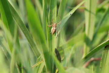spider on the grass