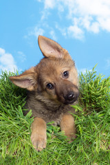 Shepherd puppy in grass