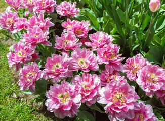 Amazing blooming colorful tulips pattern outdoor. Nature, flowers, spring, gardening concept