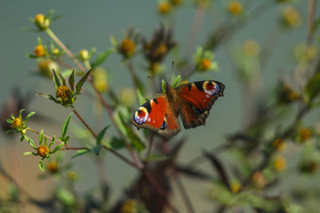 A peacock-eye butterfly sitting on a flower. Blurred background