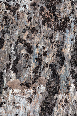 mit Flechten bewachsener strukturierter Stein