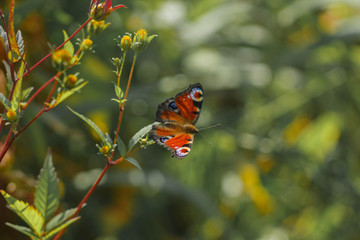 A peacock-eye butterfly sitting on a flower. Blurred background