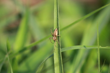 Spider on a grass 