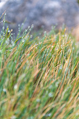 Morgentau auf frischem Gras