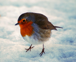 Robin on the snow covered beach in winter