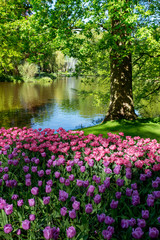 Amazing blooming colorful tulips pattern in the park outdoor on the lake background. Nature,...