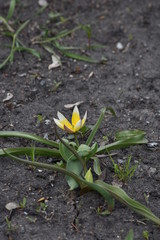 Tulipa Tarda