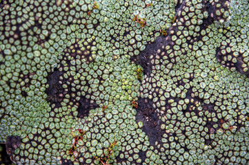 gr&uuml;ne Bergpflanze mit runden Trieben