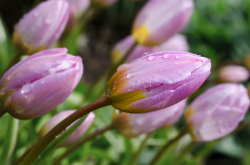 Purple tulip dew