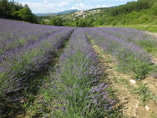 Fototapeta premium lavande Vaucluse