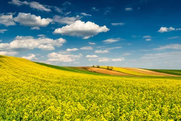 Foto op Aluminium Geel Schilderachtig landschap van het platteland. Bloeiende koolzaad- of koolzaadvelden, groene rijen en bomen