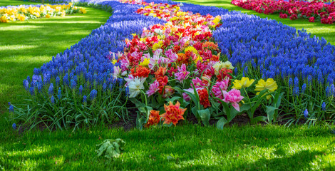 Amazing blooming colorful tulips pattern in the park outdoor. Nature, flowers, spring, gardening concept 