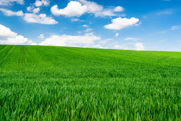 Fototapeta premium Green Wheat or Grass and Blue Sky with Clouds. Farmland or Countruside Rural Landscape