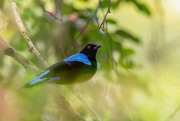Asian Fairy Bluebird - Irena puella, beautiful blue perching bird from Southeast Asian forests and woodlands, Mutiara Taman Negara, Malaysia.