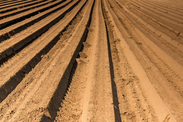Rows on Plantation. Spring Season in Countryside. Agriculture Industry Background © marcin jucha