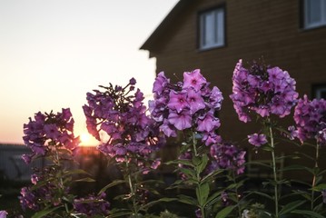 Phlox in the summer garden at sunset, Russia