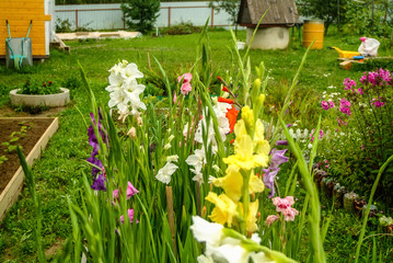 multicolored gladioli in the garden in summer, Russia