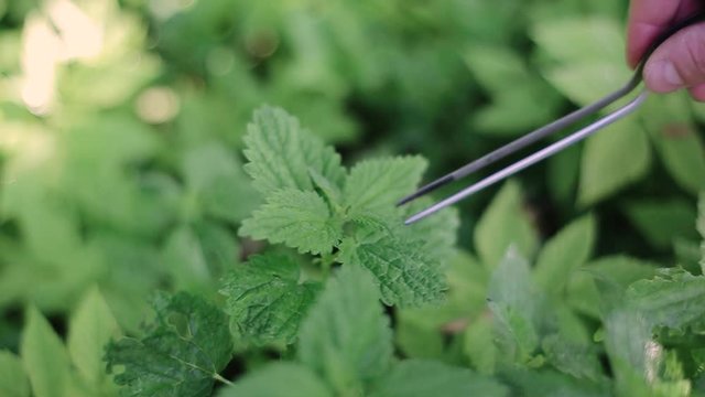 Man picking nettle with tweezers in the meadow. Stinging nettles swinging gently in a spring breeze