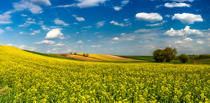 Panoramic Image or Picturesque Countryside. Canola or Rape Fields, Trees and Blue Sky