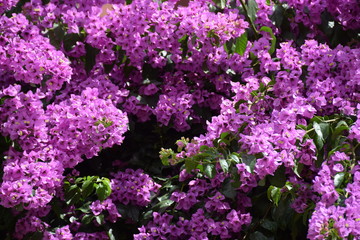Obraz premium Üppig blühende violette Bougenvilla 