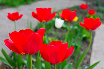 
Many opened red tulips on a flowerbed in spring.
