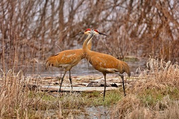Sandhill crane in wet meadow.Natural scene from Wisconsin.
