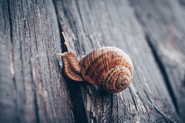 Little brown snail climbing the wooden fence
