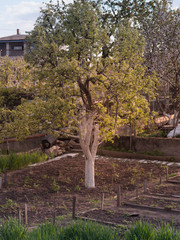 Spring tree in country house's garden