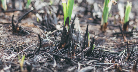 close up of green and fired grass in the forest