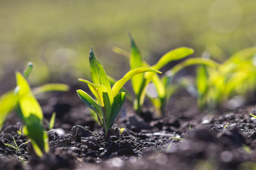 Growing plants seedings