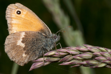 Schmetterling auf Ähre
