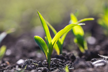 Growing plants seedings