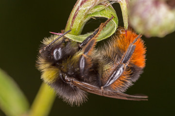 Bumblebee collects nectar on a flower