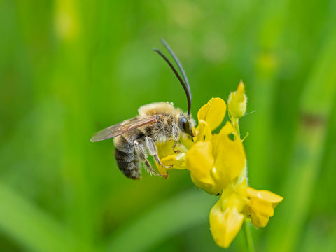 &nbsp; Eucera sp. (Apidae) male with long antennae produces nectar on a yellow flower. Male of bee (Eucera sp.) on flowers. Macro.