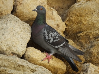 pigeon