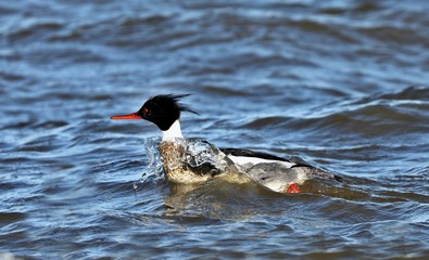 Red breasted merganser swimming in lake Michigan
