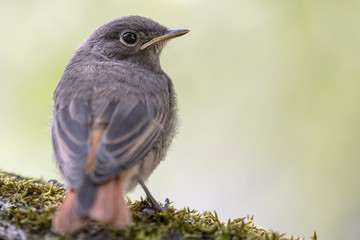 Rotkehlchen