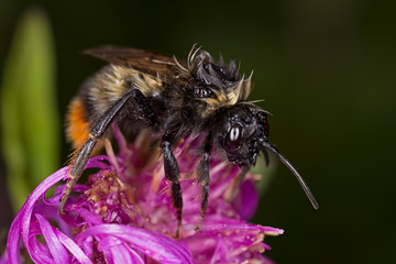Bumblebee collects nectar on a flower