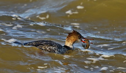 Theb Red breasted merganser with caught fish.Natural scene from lake Michigan.
