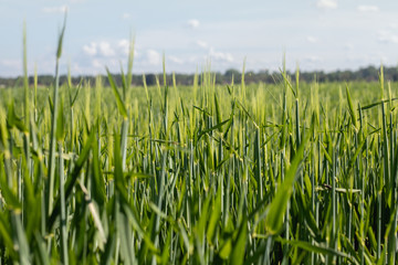 Obraz premium Clouseup green wheat