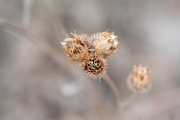 A close-up of the central part of the thistle by the dried black-eyed Susan stands out in the center, in a group of other stems and thistle on a blurred background