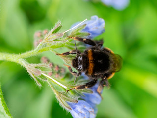 Bumblebee collects nectar on a flower