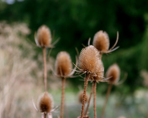 dry thistle flower in a forest