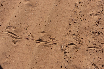 Goanna lizard tracks in deep dust.