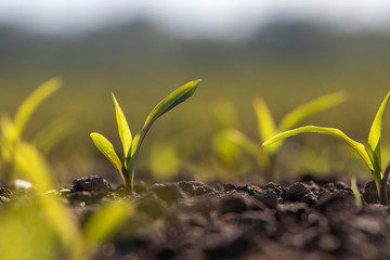 Growing plants seedings