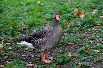 goose on the meadow grass