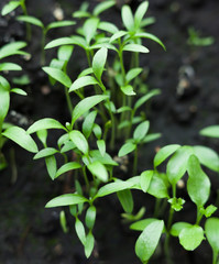 Growing the parsley.